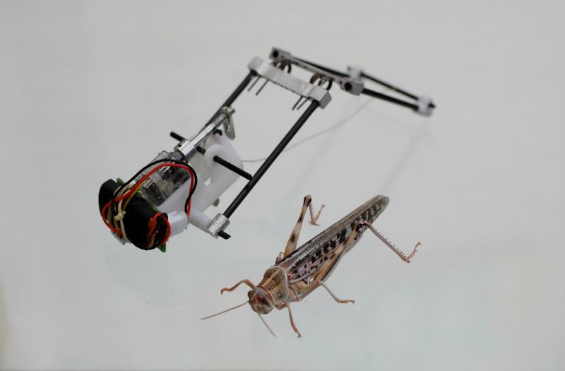 Illustration for article titled This Locust Robot Jumps 11 Feet High and Could Scour Disaster Zones